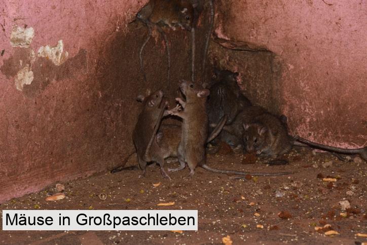 Mäuse in Großpaschleben